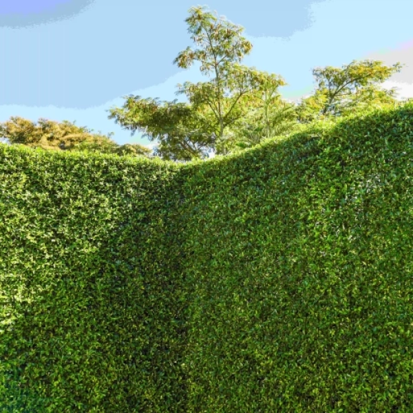 Hobi Bahçeleri İçin Çim Çit Uygulamaları